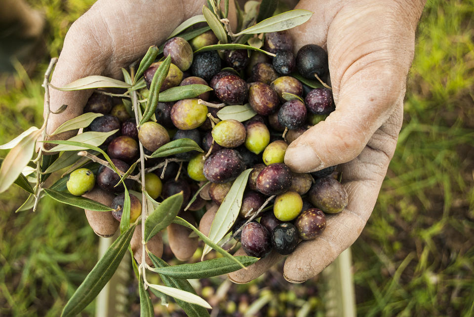 El aceite de oliva es un elemento básico de la dieta mediterránea y el aderezo perfecto de casi todos los platos, pero ¡ojo! siempre con moderación. (Foto: Tim Graham/Getty Images)