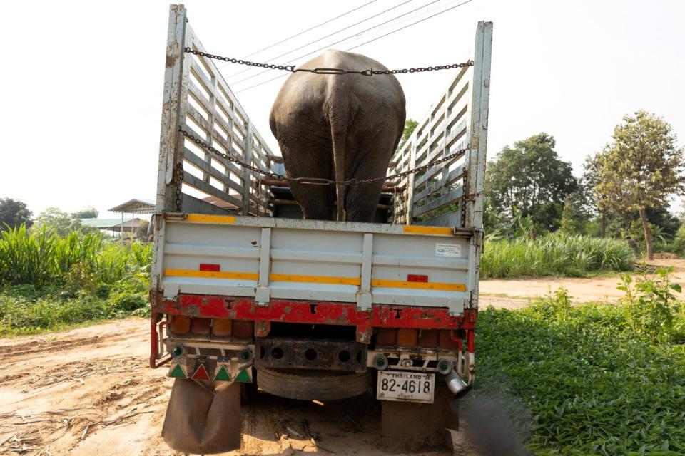 An elephant rides in a truck in Ban Ta Klang (Reuters)