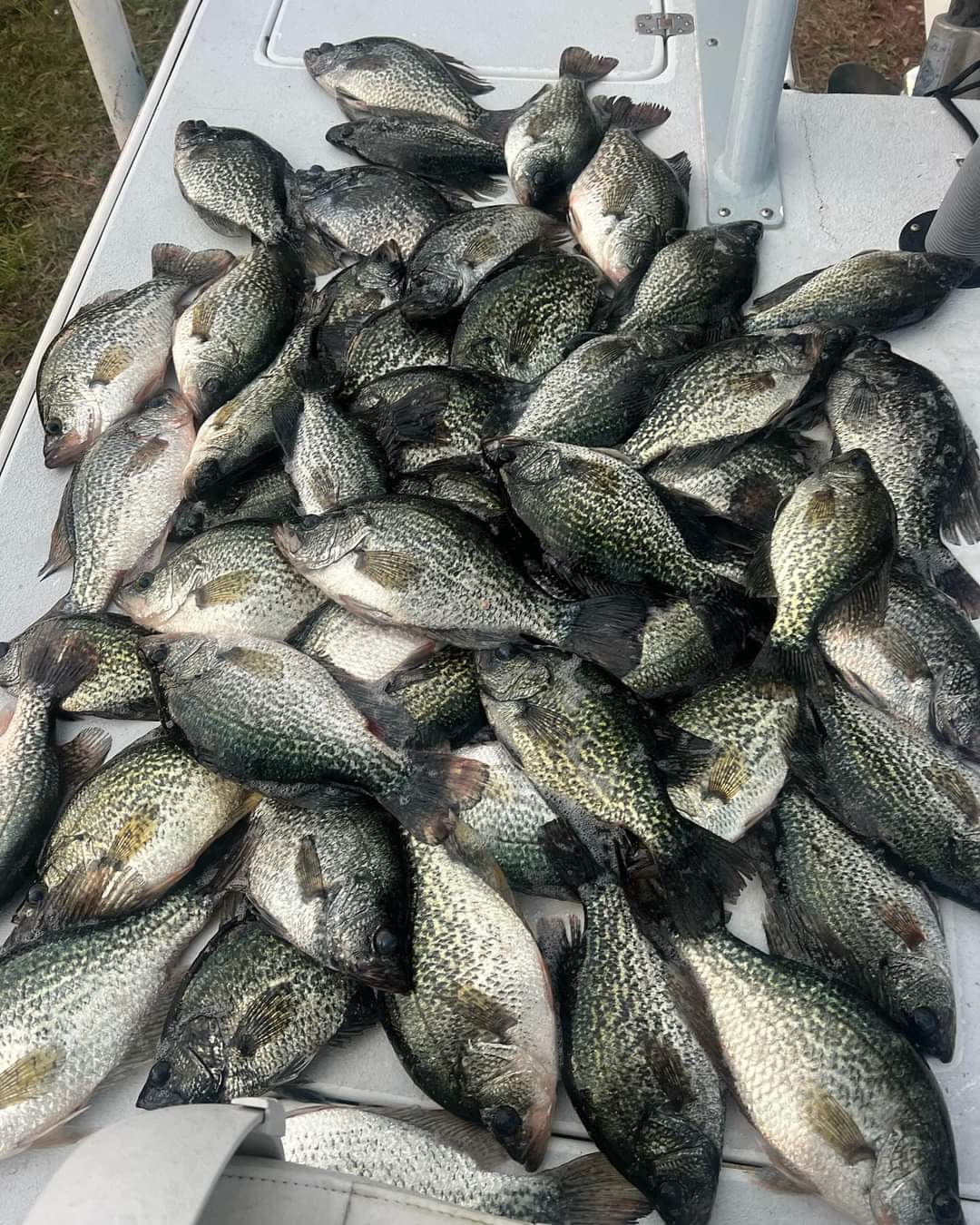 It's speck season, says Capt. Rob Ward of S & K Fisheries in Fort Pierce. These Lake Okeechobee speckled perch were caught in an hour Dec. 10, 2023.
