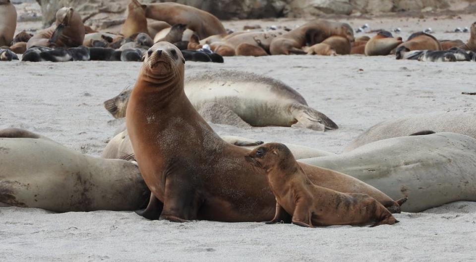 A California sea lion and pup are pictured together on the beaches in the Channel Islands off of Southern California.
