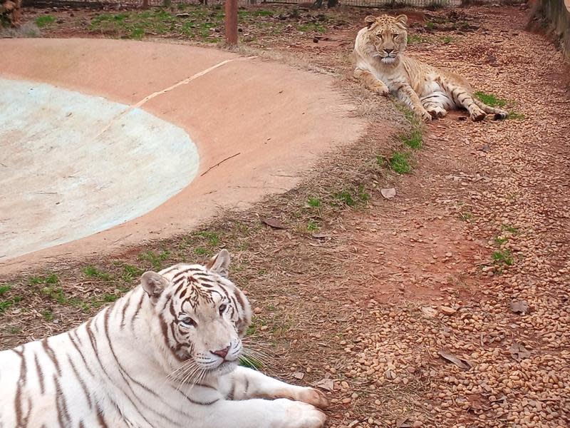 美國喬治亞州的動物園有2隻老虎，趁著龍捲風襲擊後逃脫。（示意圖，翻攝自Wild Animal Safari臉書）