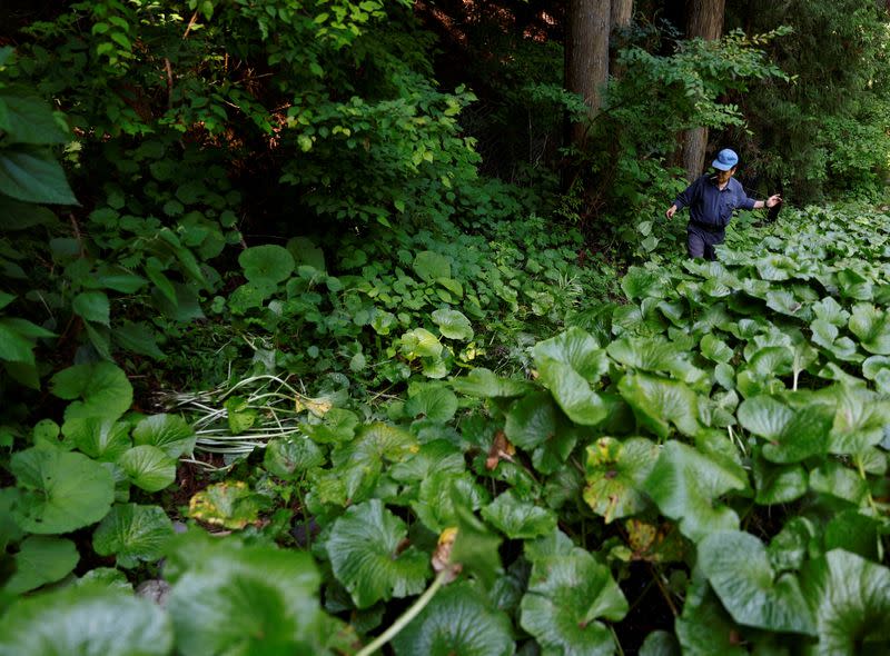 Wasabi farmer Masahiro Hoshina works in his wasabi field in Okutama town in Tokyo