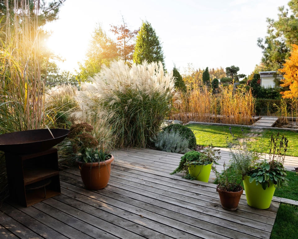 pampas grass with other ornamental grasses in urban garden