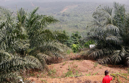 A worker stands inside Sime Darby Plantation in Gbah, in Bomi County, Liberia December 30, 2017. REUTERS/Thierry Gouegnon