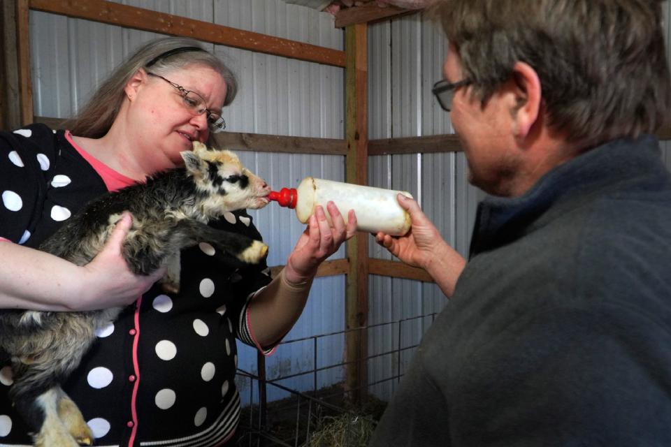 The Rev. Ann Zastrow of First Lutheran Church near Pipestone, Minn., feeds a newborn lamb with the help of sheep farmer Craig Thies, on Wednesday, May 3, 2023, in his farm outside of Pipestone. Zastrow is among the 80 rural clergy members who are taking a Minnesota online suicide prevention course in hopes of building up her confidence to remind those struggling with mental health that "God is still in the picture." (AP Photo/Jessie Wardarski)