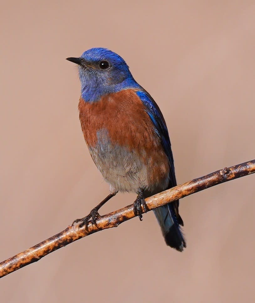 Western Bluebird - Birding - Los Angeles