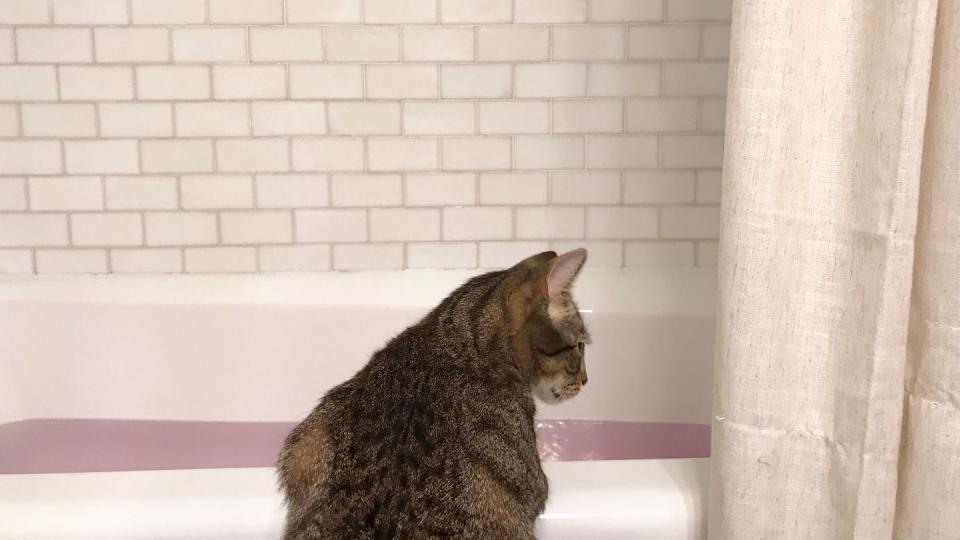 cat looking in bathtub filled with water