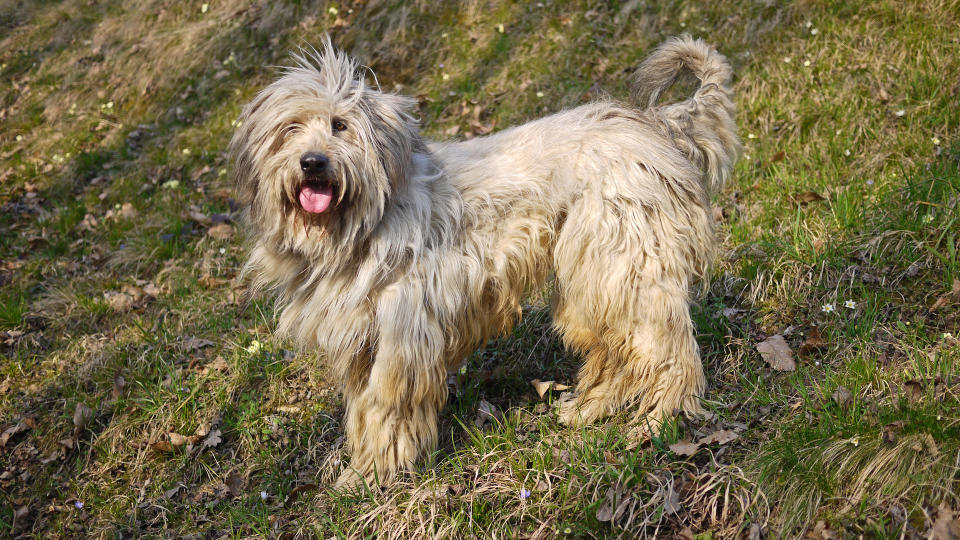 Bergamasco Sheepdog