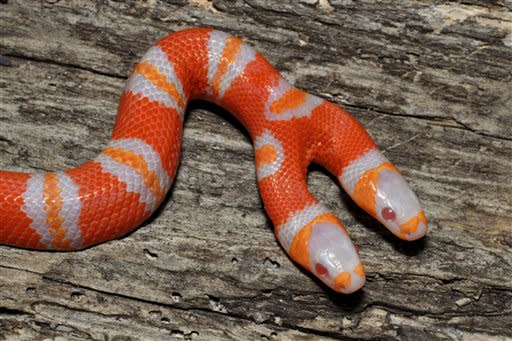 albino Honduran milk snake 