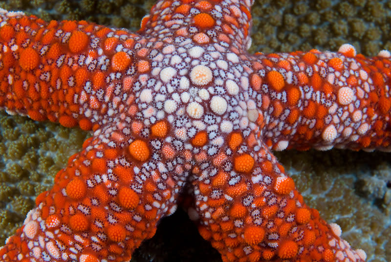 Friant's Sea Star (Nardoa frianti), New Britain, Papua New Guinea. Copyright: © Jurgen Freund / WWF-Canon