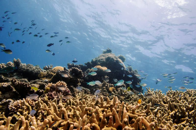 Assorted reef fish swim above a staghorn coral colony as it grows on the Great Barrier Reef off the coast of Cairns, Australia