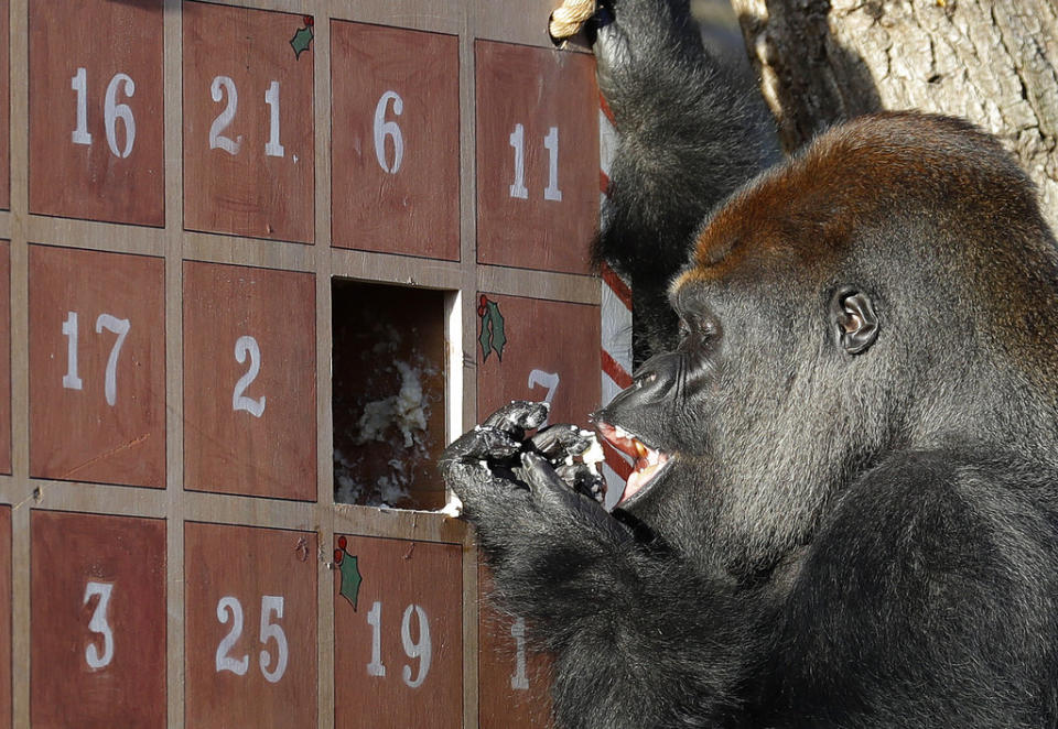Kumbuka, a critically endangered Western Lowland Gorilla, finds brussel sprouts in a giant advent calendar placed in his enclosure at London Zoo, Thursday, Dec. 20, 2018. (AP Photo/Kirsty Wigglesworth)