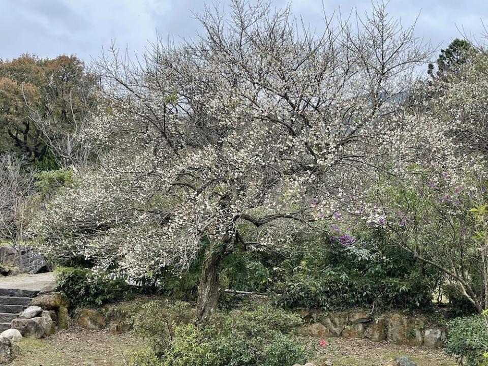 陽明公園老梅花（圖片來源：臺北市政府工務局公園路燈工程管理處）