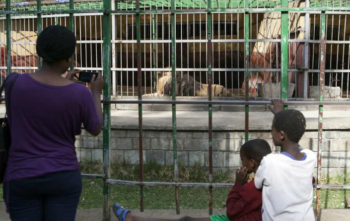 Visitors take pictures of lions at a zoo in Addis Ababa (AFP Photo/Zacharias Abubeker)