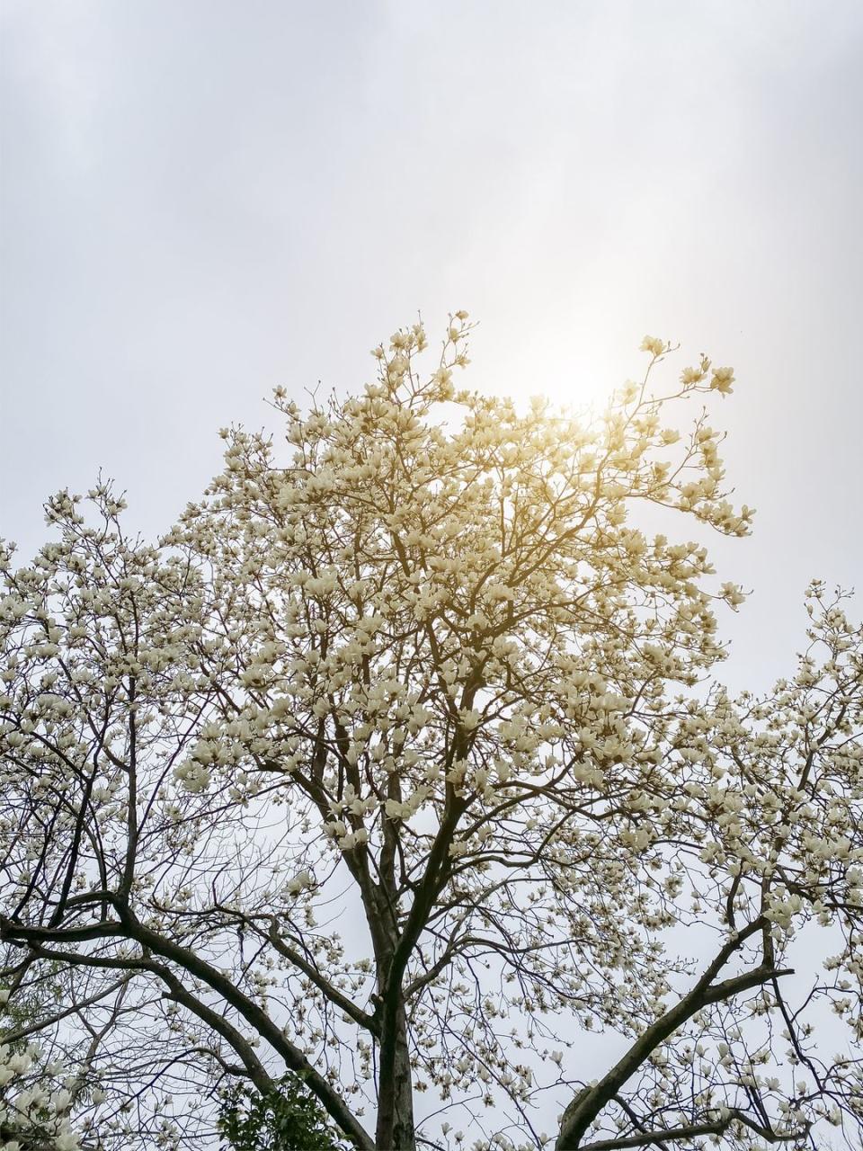 magnolia flowers blooming in the sun