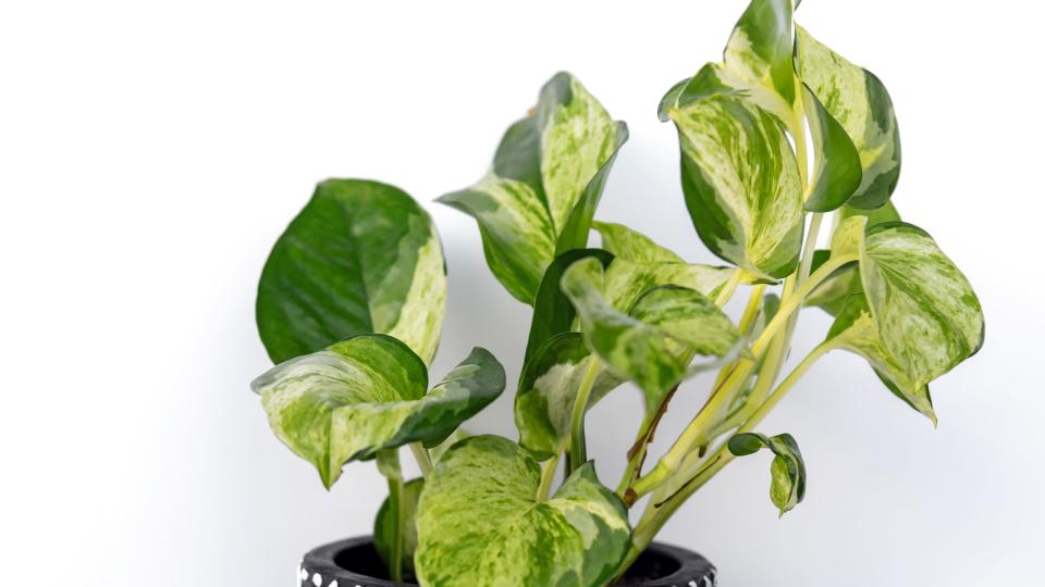 plants harmful to dogs pothos