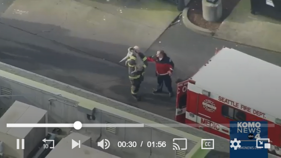 A firefighter carries a dog out of The Dog Resort, a doggy daycare that caught fire in northeastern Seattle. (KOMO News)