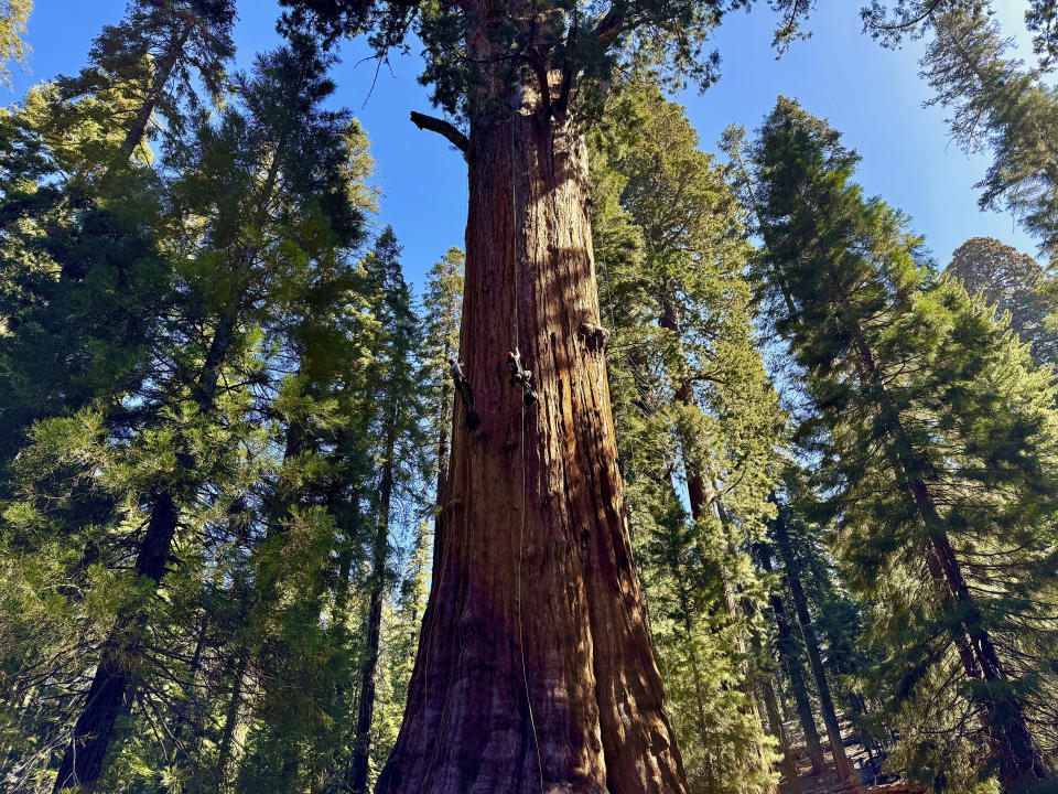 Researchers climb General Sherman, the world's largest tree, in Sequoia National Park, Calif. on Tuesday, May 21, 2024. They inspected the 275-foot tree for evidence of bark beetles, an emerging threat to giant sequoias. (AP Photo/Terry Chea)