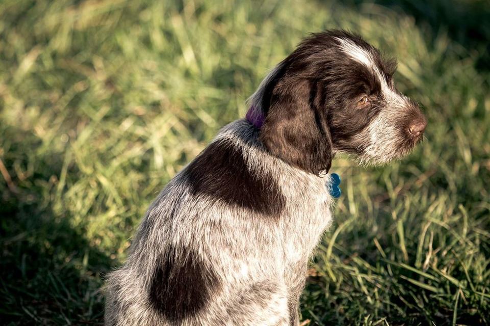 Kristi Noem Killed Puppy Wirehair Pointer