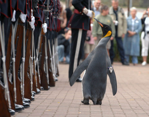 This penguin outranks you - Credit: Mark Owens