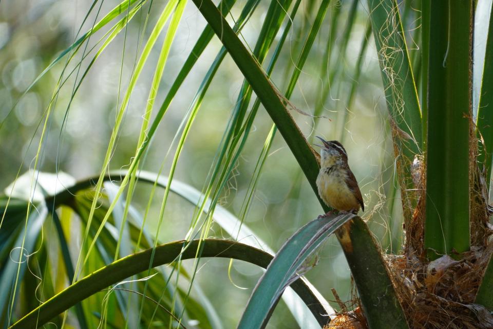 A Carolina wren fills the air with its vibrant chirps.