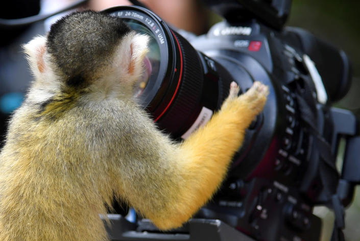 A black-capped squirrel monkey looks into a broadcast crews camera and lens at London Zoo in London in June 2018. (Photo: Toby Melville/Reuters)