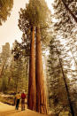 Members of the media look at sequoia trees in Lost Grove as the KNP Complex Fire burns about 15 miles away on Friday, Sept. 17, 2021, in Sequoia National Park, Calif. (AP Photo/Noah Berger)