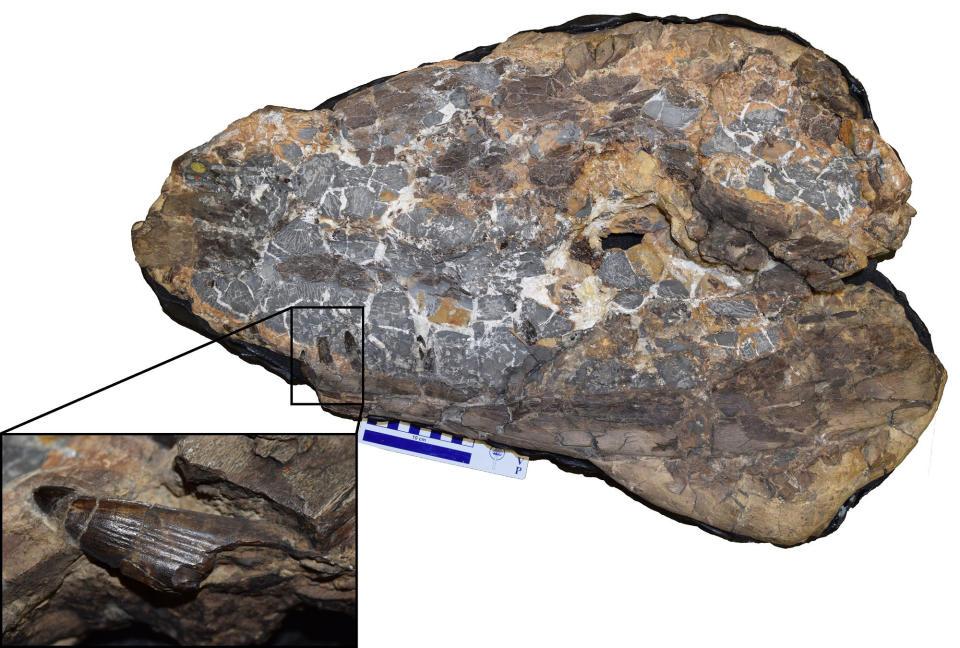 The damaged fossil and a close-up of one of the distinctive teeth of the lower jaw (Picture: PA)