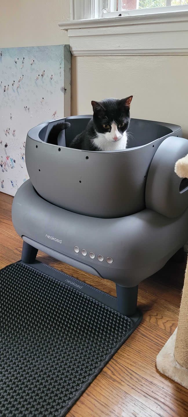 cat in automatic litter box