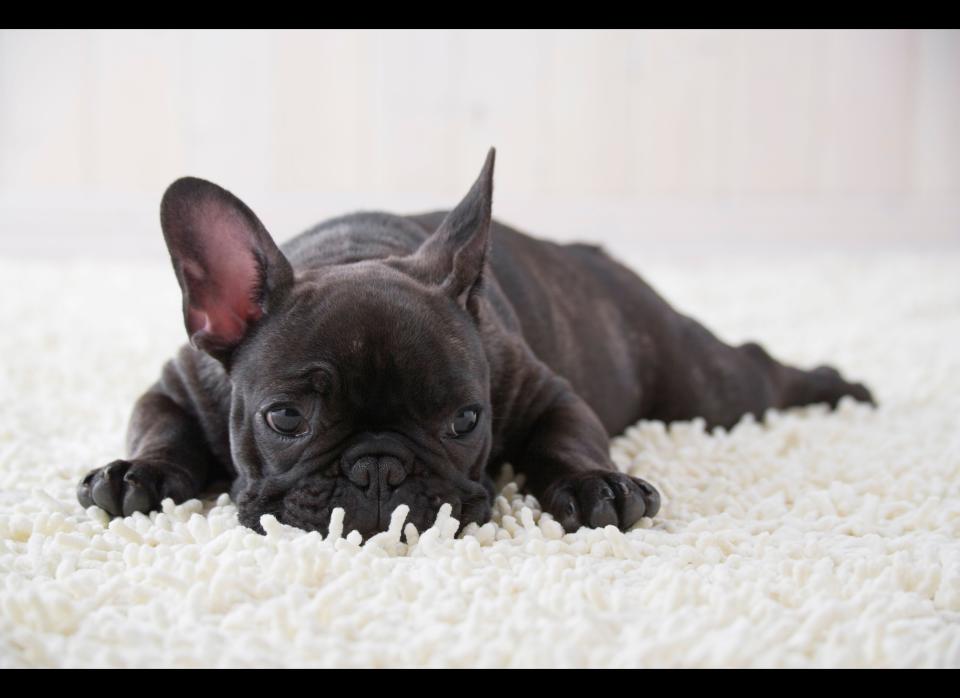Known as a lazy puppy, the French bulldog is perfect for anyone who isn't keen on waking up at 6 a.m. for walks. And his insanely cute face is the perfect thing to wake up to. This happy puppy is also eager to please, so getting him to sit through "Pride and Prejudice" (the five-hour A&E version is clearly the best) or  "The Notebook" will be no problem at all.