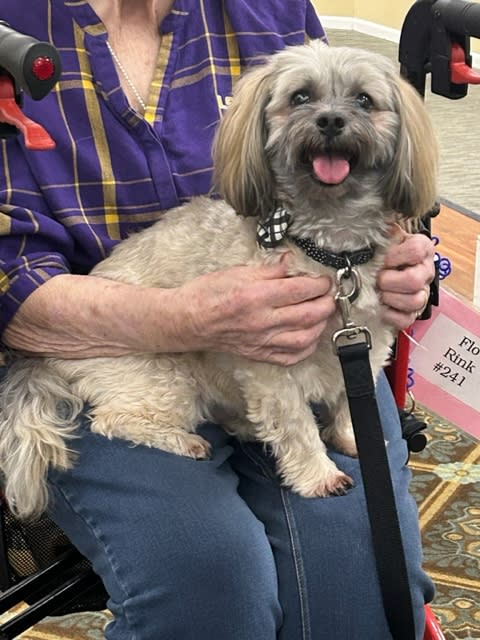 Micky, a Havanese with Bayou Buddies Pet Therapy is held by a resident at Williamsburg Senior Living.