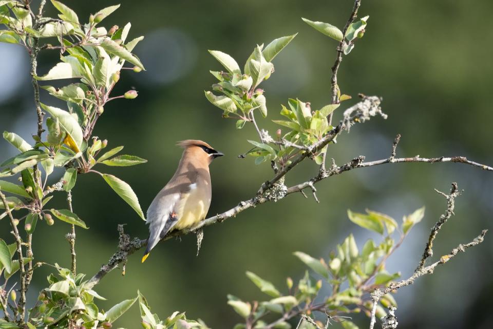 A cedar waxwing is seen at Blackie Spit Park in Surrey, B.C.