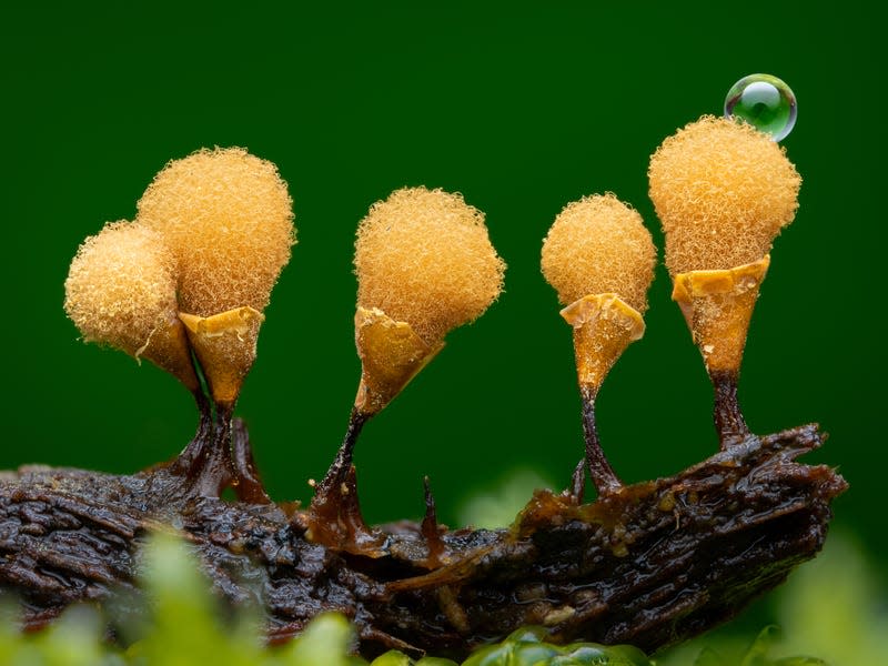 Mold sprouting on a rotten log.