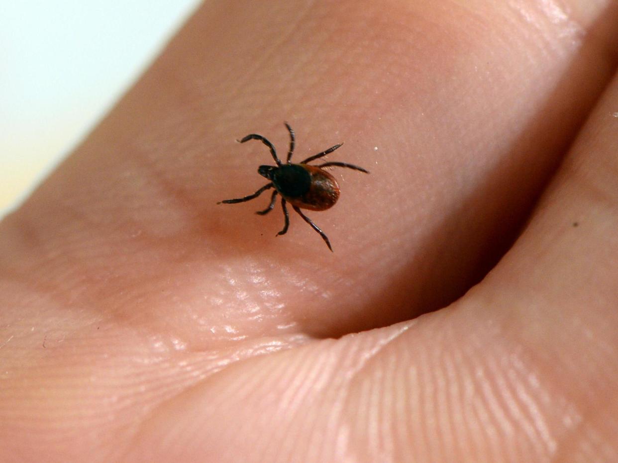 A rare tick-borne illness has been found in the UK for the first time: Bertrand Guay/AFP via Getty Images