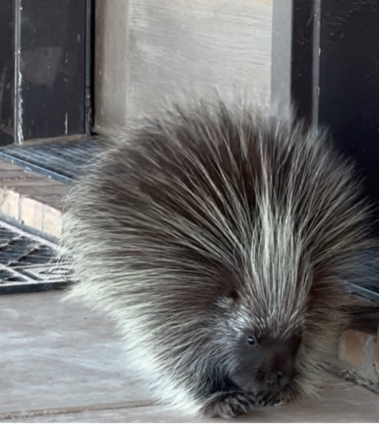 A porcupine seen in Iowa Park.