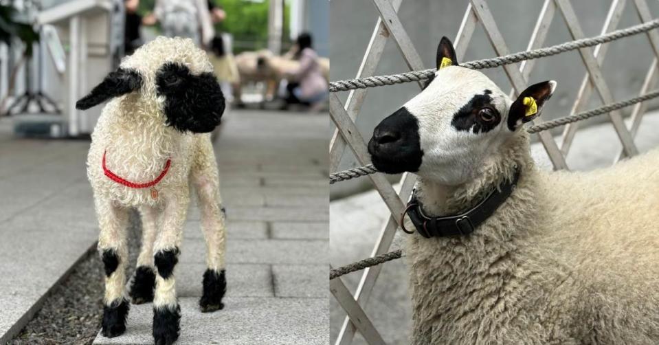 黑 RURU CAFE新誕生的萌寵：（左圖）黑鼻羊寶寶、（右圖）熊貓羊寶寶。圖片來源：CaVa