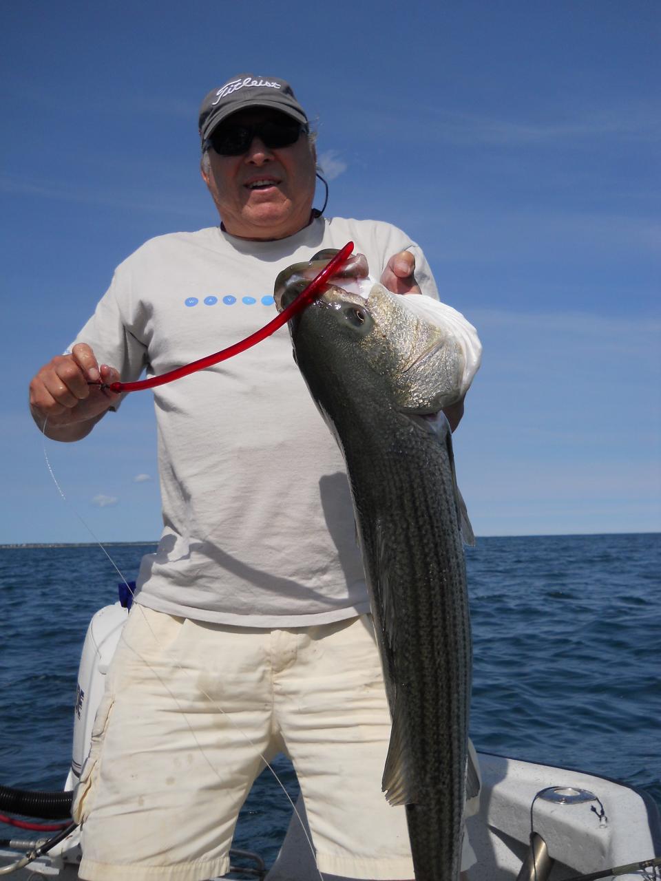 Lee Woltman, of Westport, holds a jumbo striper caught with the author on his tube and worm rig. These lures are ideal for bass and bluefish, as they stand up to the power of these fish and the blues' sharp teeth.