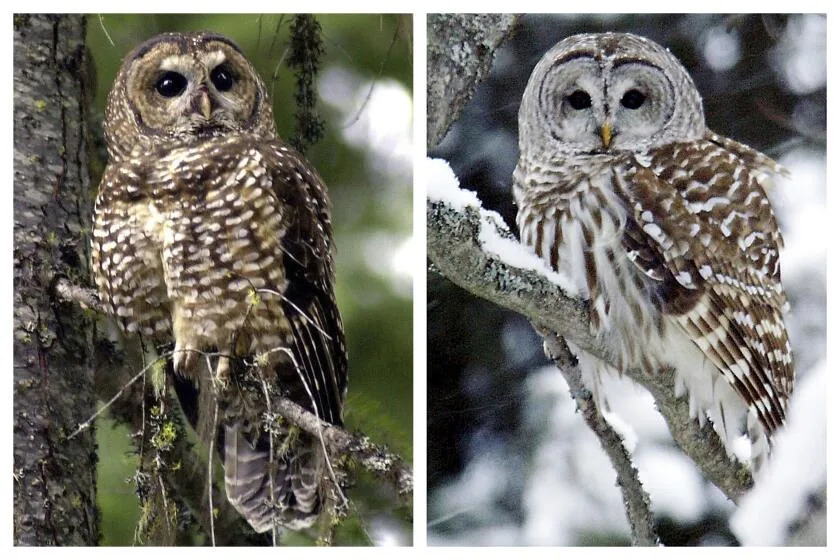 This combination of 2003 and 2006 photos shows a northern spotted owl, left, in the Deschutes National Forest near Camp Sherman, Ore., and a barred owl in East Burke, Vt. Barred owls are native to eastern North America but began moving West at the turn of the 20th century. Scientists believe they migrated to western Canada across the Great Plains in the early 1900s, using forests that popped up as people learned to manage wildfires and planted trees around farms. They arrived in Washington in 1973 and then moved south into Oregon and California. (AP Photo/Don Ryan, Steve Legge)