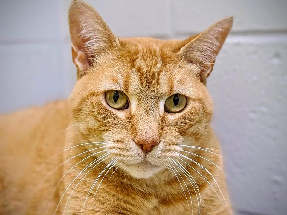 Excalibur is a very handsome 7-year-old male orange tabby domestic shorthair. He would be happy as the only guy in his owner's life. He is funny and playful but still enjoys a good nap. To meet Excalibur, call 405-216-7615 or visit the Edmond Animal Shelter, 2424 Old Timbers Drive.