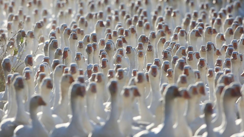 Verbraucher dürfen in diesem Jahr mit leicht sinkenden Preisen für tiefgekühlte Gänse rechnen, aber für frische Freilandware aus Deutschland etwas tiefer in die Taschen greifen.