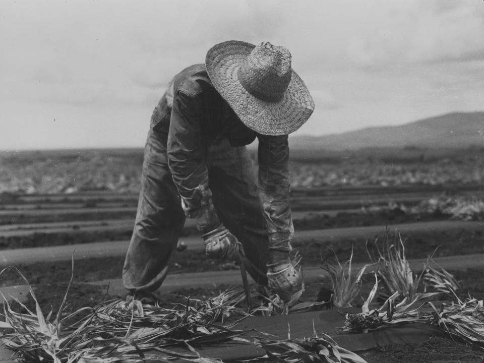 A migrant worker wearing a straw hat and gloves and bending down, planting young pineapples in a field