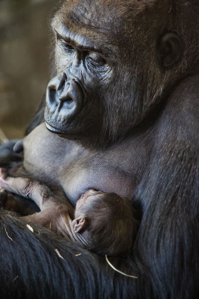 Christopher Bijalba / Lincoln Park Zoo