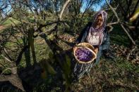 Once dried and sorted, the flower's crimson stigmas and styles are turned into saffron -- the world's most expensive spice