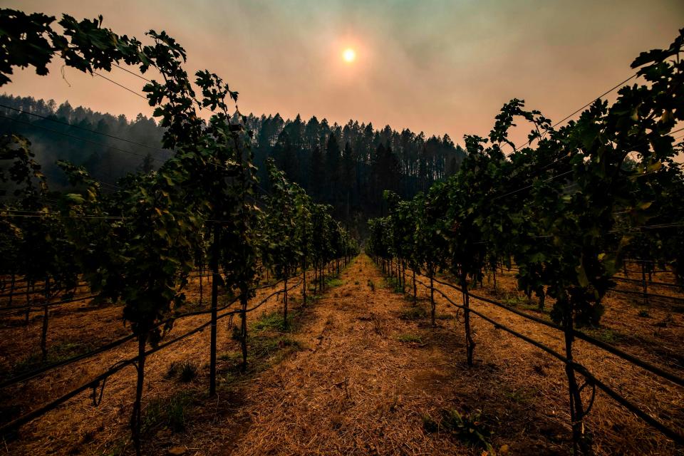 Smoke hangs amongst charred trees on the hillside behind a vineyard in Napa Valley, Calif. on Sept. 28, 2020.