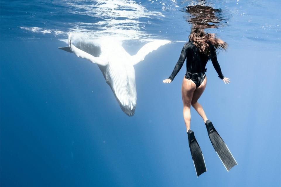 Divers and Whale