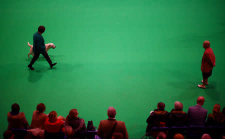 A Labrador is judged during the first day of the Crufts Dog Show in Birmingham, Britain, March 7, 2019. REUTERS/Hannah McKay