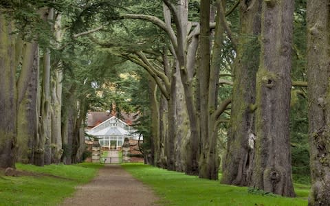 The Cedar Avenue at Clumber Park, Nottinghamshire - Credit: National Trust Images/Andrew Butler