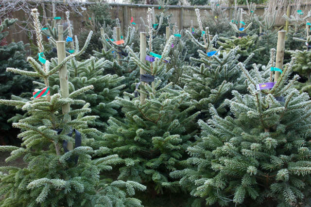 B&Q selling Christmas trees for just 1p