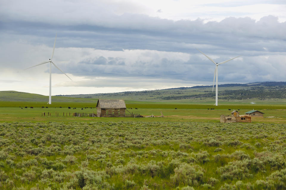 Cattle graze near wind turbines at a wind farm along the Montana-Wyoming state line on Monday, June 13, 2022. The rush to build wind farms to combat climate change is colliding with preservation of one of the U.S. West's most spectacular predators, the golden eagle. Scientists say the species is teetering on the edge of decline and worry that proliferating wind turbines could push them over the brink. (AP Photo/Emma H. Tobin)