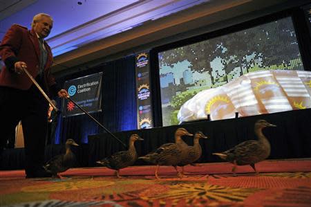 The Peabody's famous ducks march across the stage with Duck Master Donald Tompkins before the announcement of the Drive Electric Orlando program at the Peabody Orlando Hotel in Orlando, Florida September 5, 2013. The Peabody Orlando was recently sold to Hyatt Hotels for $717 million. The duck march tradition will end on September 30. REUTERS/David Manning